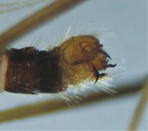 Molophilus propinquus